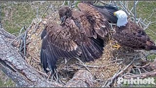 SWFL Eagles ~M15 & E22 FOIL THE INTRUDER! E22 Claims Prey! Fishing Attempt + Pond Fun & Lawn 5.29.23