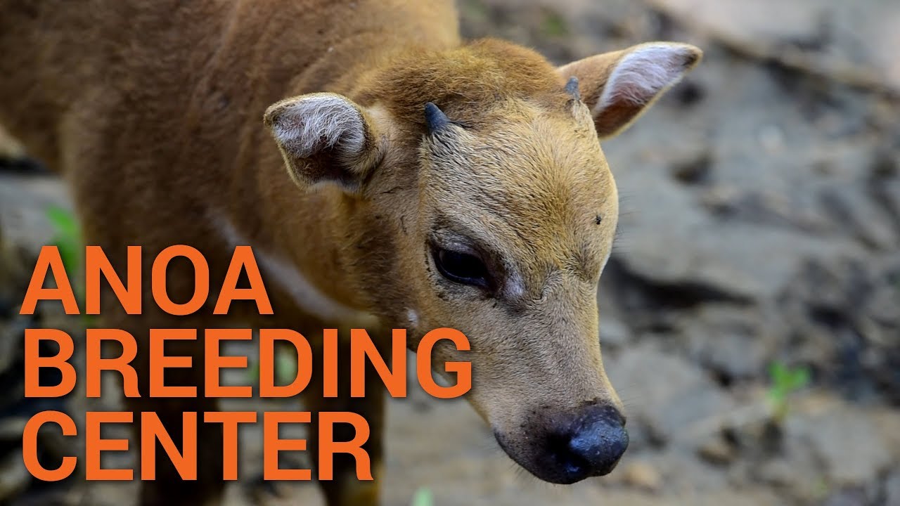 Anoa Breeding Center Youtube