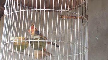 kicau burung pancawarna