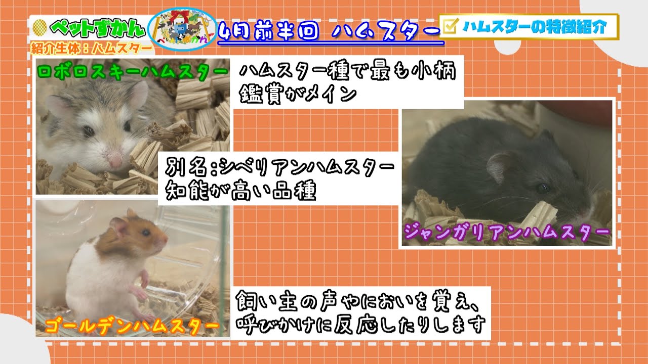 ペットずかん 2025 4月前半回 ハムスター - YouTube