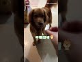 【不要鬧喔😠】養寵物都會做的事！洗完手突襲阿金 牠秒傻眼｜阿金｜主人｜洗手
