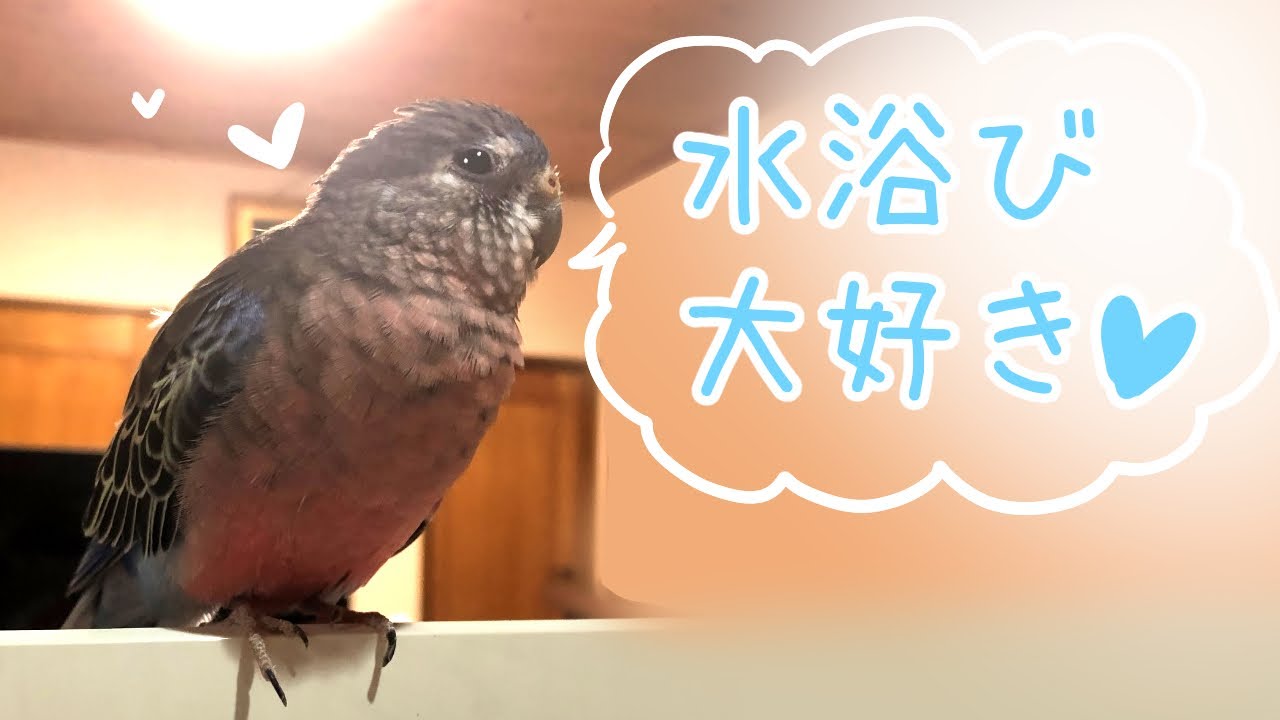 水浴び大好き アキクサインコ ローズ ノーマル の親子 Youtube