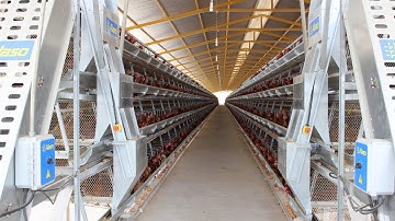 Sistema de Alimentación Automático para Gallinas Ponedoras