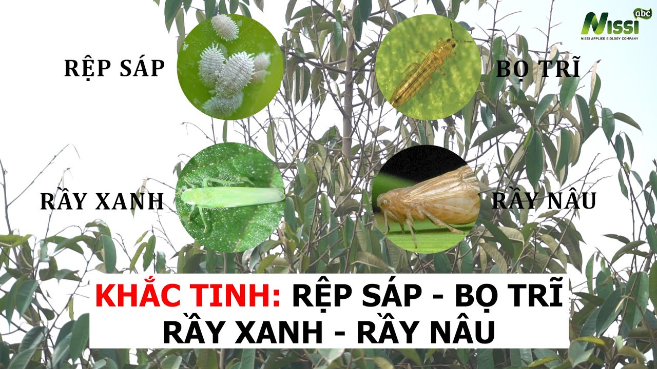 Khắc tinh của Rầy nâu, Rệp sáp, Rầy xanh và Bọ trĩ | Nông Nghiệp Nissi ...
