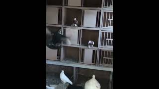 Узбекские бойные голуби Сергея (Германия) Pigeon culbutant Ouzbékistan