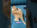 猫の成長 Before → After #short #cat #ねこ　#茶トラ　#サビ猫