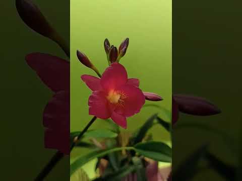 Cattleytonia Why Not in Blüte: Diese Farbe fällt auf! #Shorts