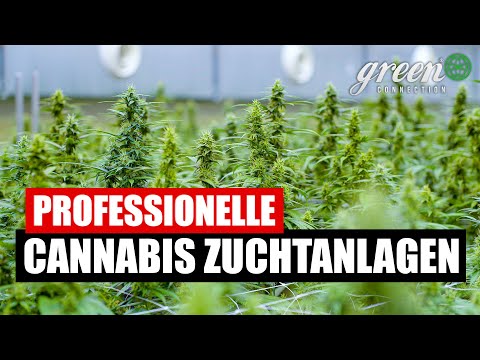 Wie werden professionelle Cannabis-Anlagen gebaut ?