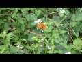 Silver-washed Fritillary and LargeSkipper butterflies, Bentley Wood, Hampshire