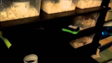 Incubation: Maternal vs. Artificial