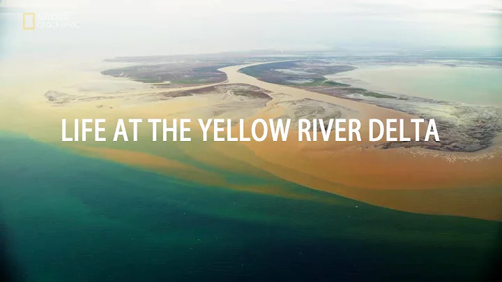 【Ecology Of Shandong】Documentary "Life at the Yellow River Delta" Wins Telly Awards - DayDayNews