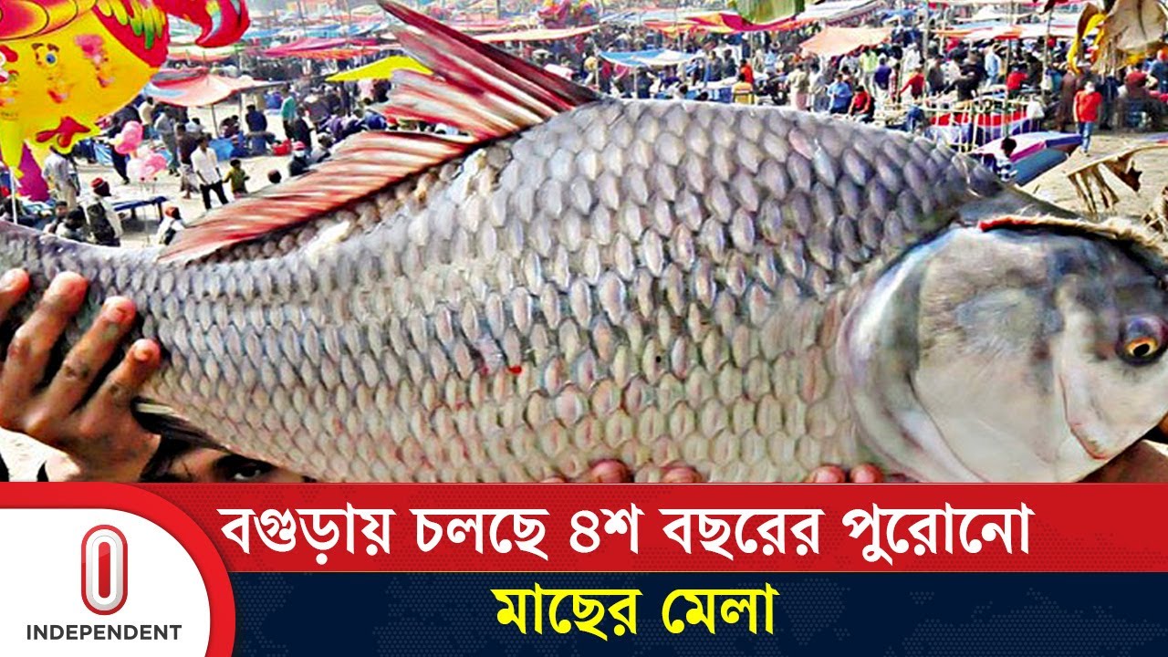 শুধু নানা প্রজাতির মাছই নয়, বাহারী মিষ্টিসহ আছে নানা পণ্য | Bogra Fish ...