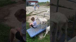 Baby Goat Attack