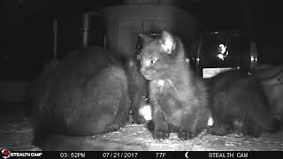 Kittens - 6 STC 0120