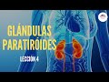 4. GLÁNDULAS PARATIROIDES (FISIOLOGÍA DEL SISTEMA ENDOCRINO)