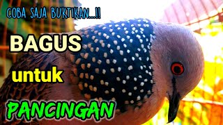 DERKUKU KUK 1 suara MERDU LANTANG, yang bagus untuk PANCINGAN.