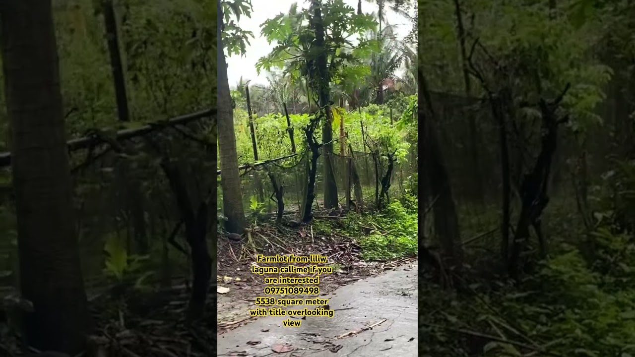 Farm lot from liliw laguna