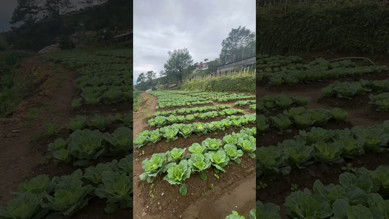«Время хруста! 🥒🌱 Моя пышная капуста прямо с грядки цветёт! 🌿💚»
