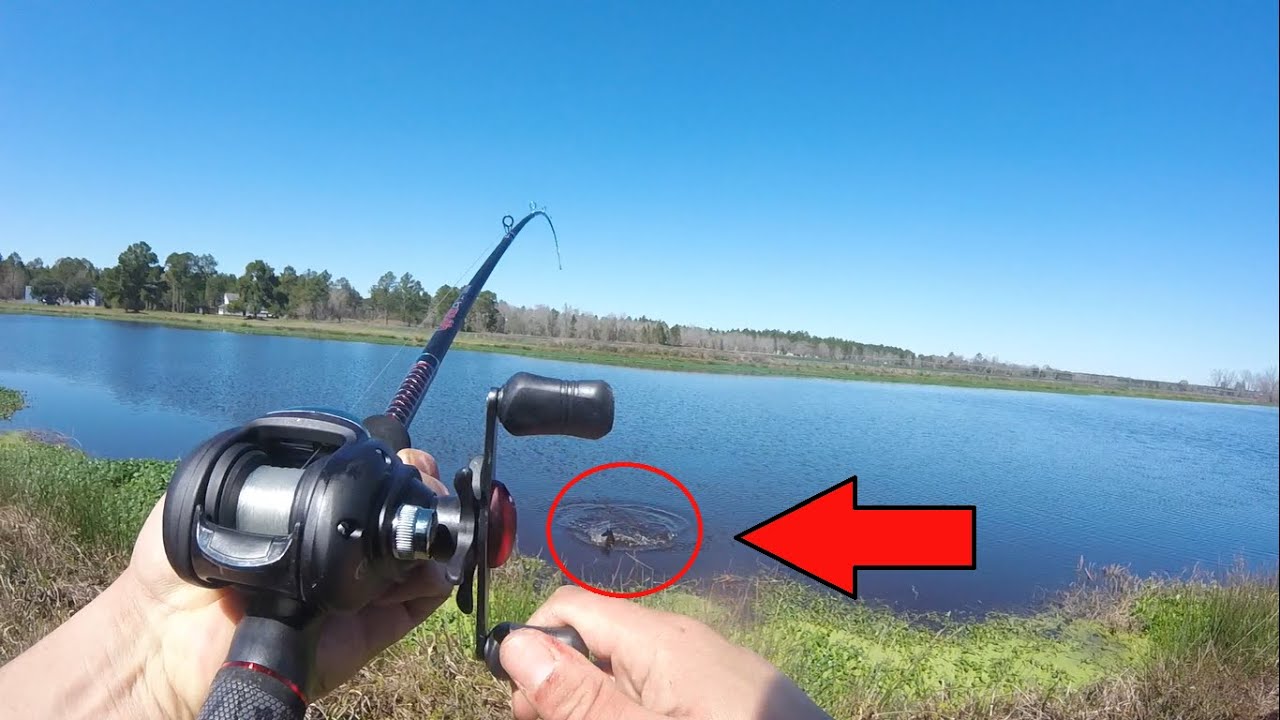 Caught big catfish on bluegill cut bait! YouTube
