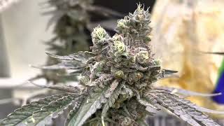 Quick Video: Growing In A 4x4 Gorilla Grow Tent, Using Kind Led X² Flushing