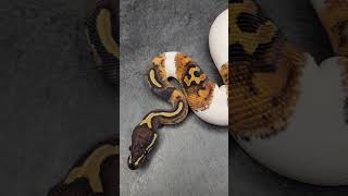 Available Hurricane Piebald Ball Pythons At Gray's Reptiles Profile