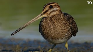 Burung Berkik: Pemburu Cacing Tanah yang Genius