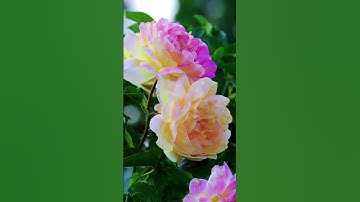 سورة البقرة - الآية 186 #إسلاميات #الدين_والإيمان #nature #لايك #اكسبلور #explore