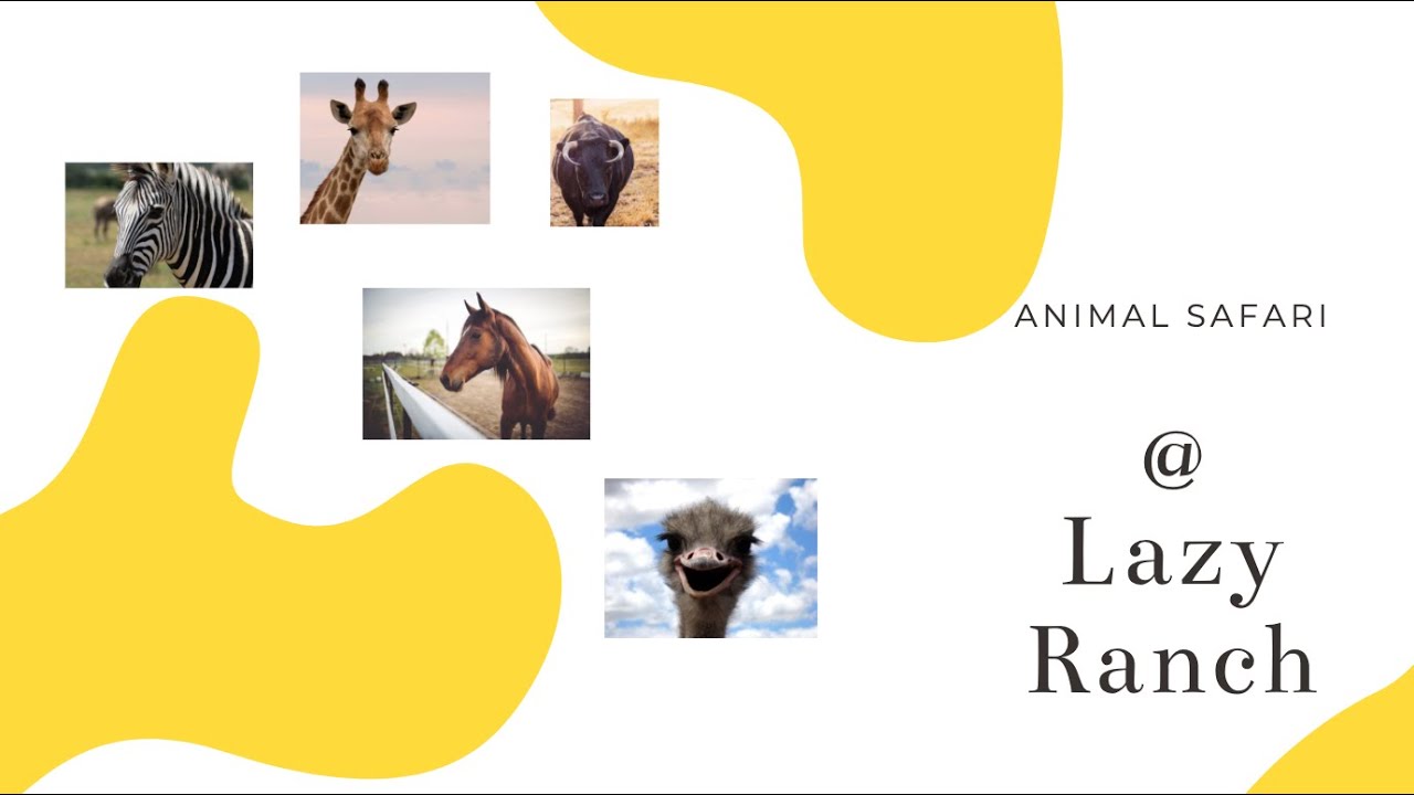 Lazy 5 Ranch | Animal safari | A drive through Experience
