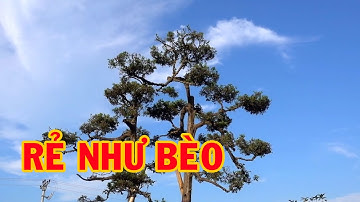 Nhiều cây khủng và đẹp giá hợp lí tại vườn. selling beautiful bonsai trees