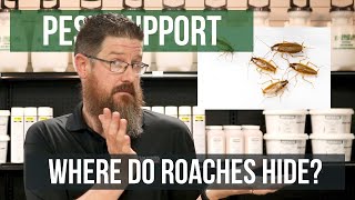 Where do Cockroaches Hide During the Day? | Pest Support