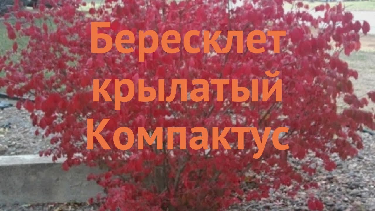 Бересклет крылатый Компактус 🌿 обзор: как сажать, саженцы бересклета Компактус