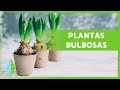 7 PLANTAS de BULBOS 🌷🧅 + Características y Reproducción