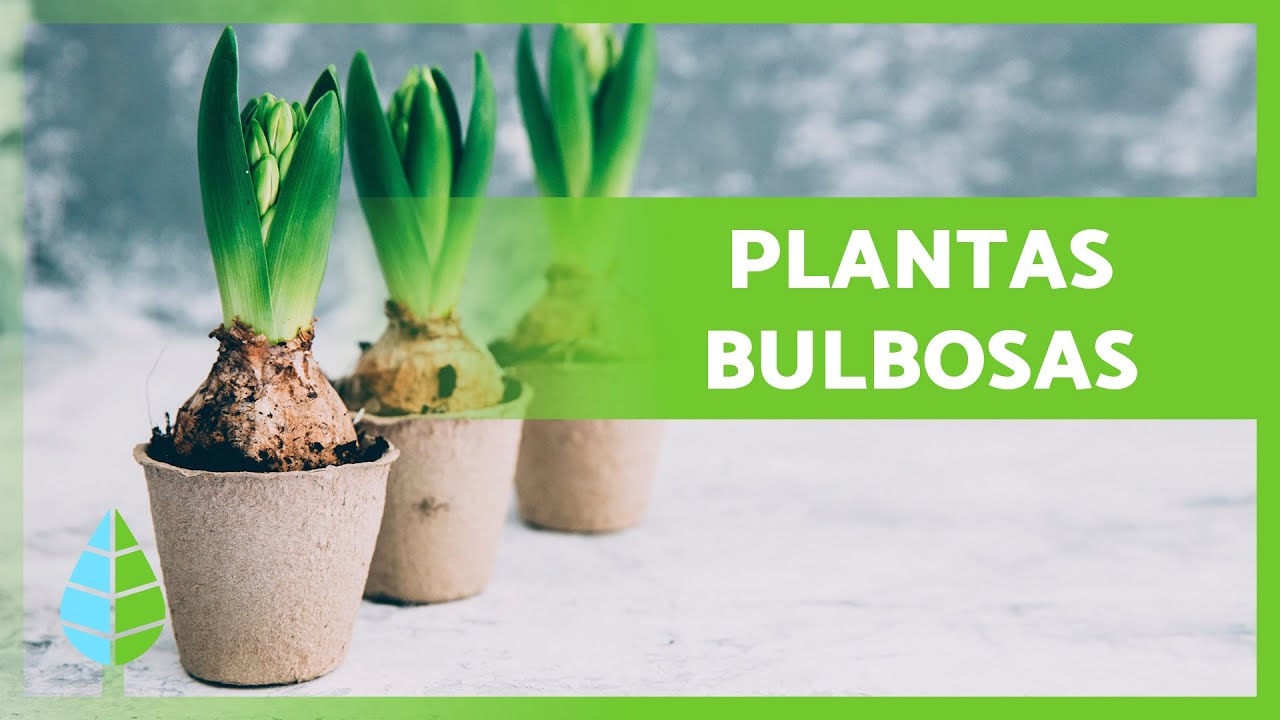 7 PLANTAS de BULBOS 🌷🧅 + Características y Reproducción - thptnganamst.edu.vn