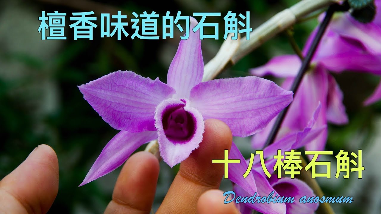 蘭花濃濃氣味檀香的倒吊蘭 最常見的蘭花之一十八棒dendrobium Anosmum Youtube