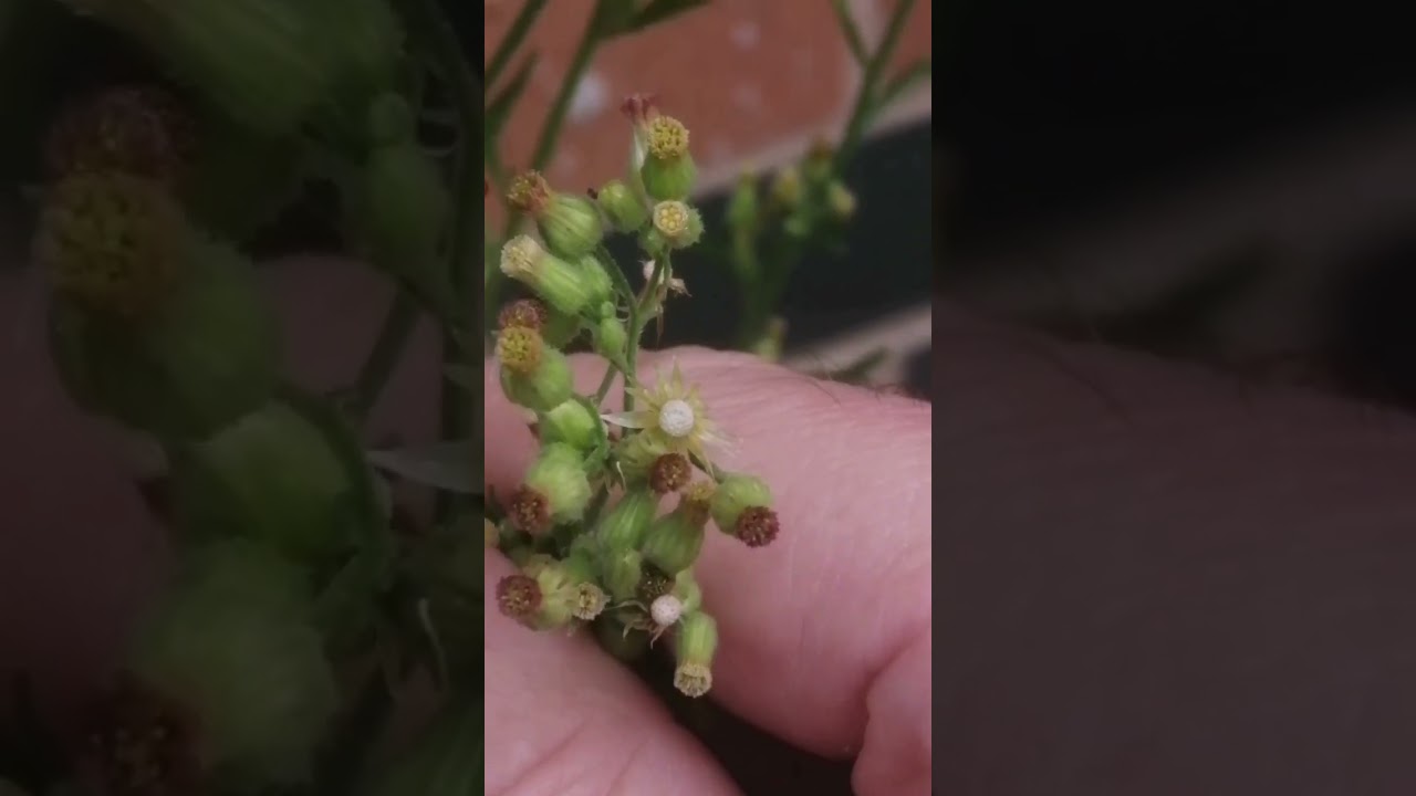 Fighting the wind to film Conyza bonariensis (Argentine Fleabane)