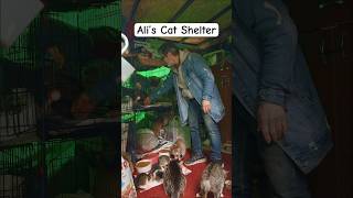 Support Ali’s Cat Shelter in Istanbul! #cat #travel #cats #istanbul #love