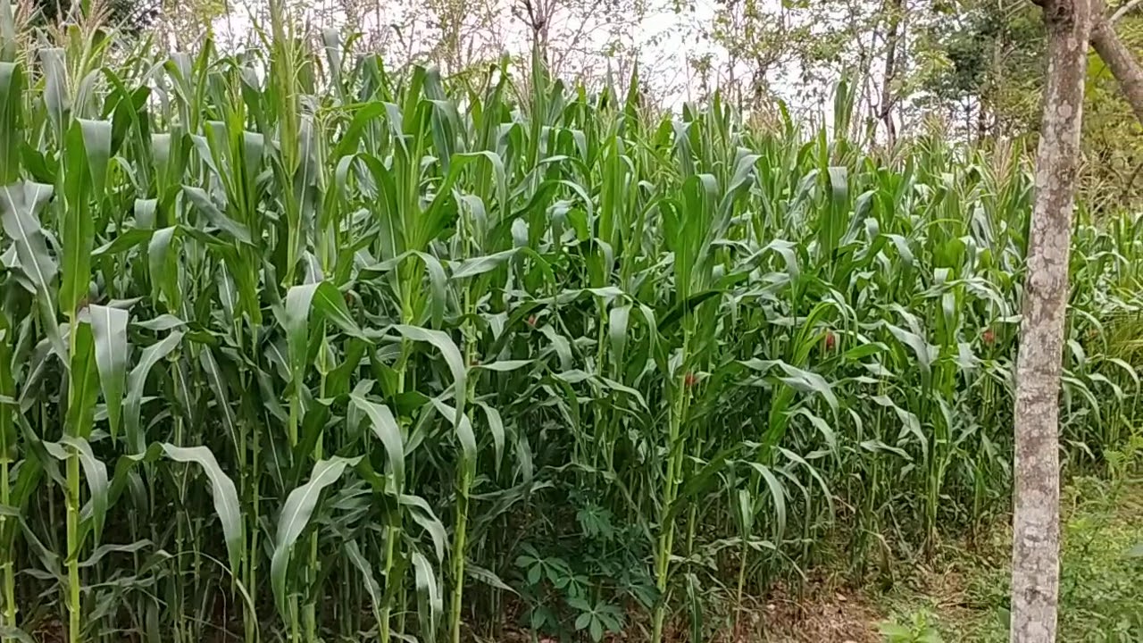  Kebun  jagung  YouTube