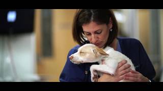 National Veterinary Technician Week by AnimalCareTV 13,607 views 6 years ago 1 minute, 27 seconds
