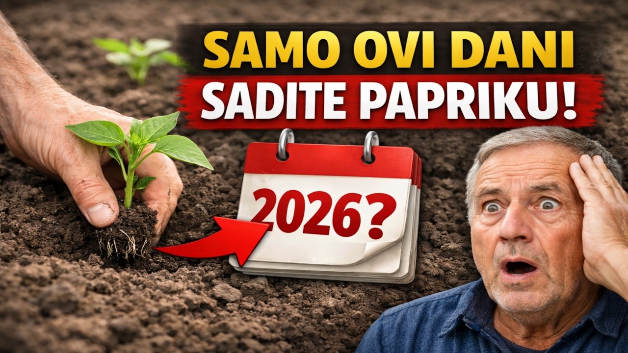 SADITE PAPRIKU U 2026. SAMO OVIM DANIMA! Tajne rekordnog roda i najveća greška koju pravi 99% bašto
