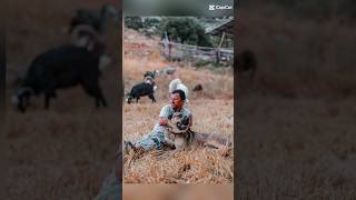 mee ❤️???‍?? cute goat sheep dog kangal çobanköpeği mee baa funny viral shorts