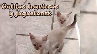 Gatitos traviesos y juguetones