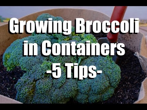 Video: Care For Container Odlad Broccoli Rabe - Tips för att odla Broccoletto i krukor