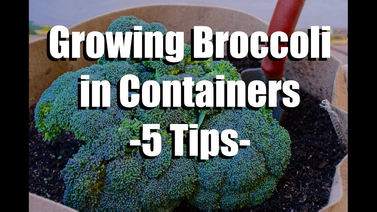 Can Broccoli Grow in Containers?  