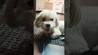 #simba #cute #dog sweet #doggo #doglover #public #watching #viralvideo