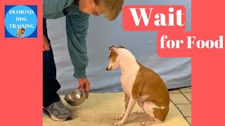 How To Train Your Dog To Wait