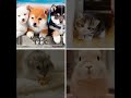 どの動物が好き？#犬 #猫 #うさぎ #ハムスター #バズれ