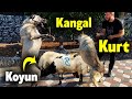 KURT-KOYUN-KANGAL HEPSİ YANYANA-ÜÇ EZELİ DÜŞMAN