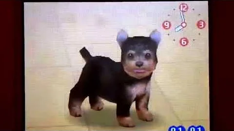 Let's play Nintendogs chihuahua and friends episode 8: naming my new puppy