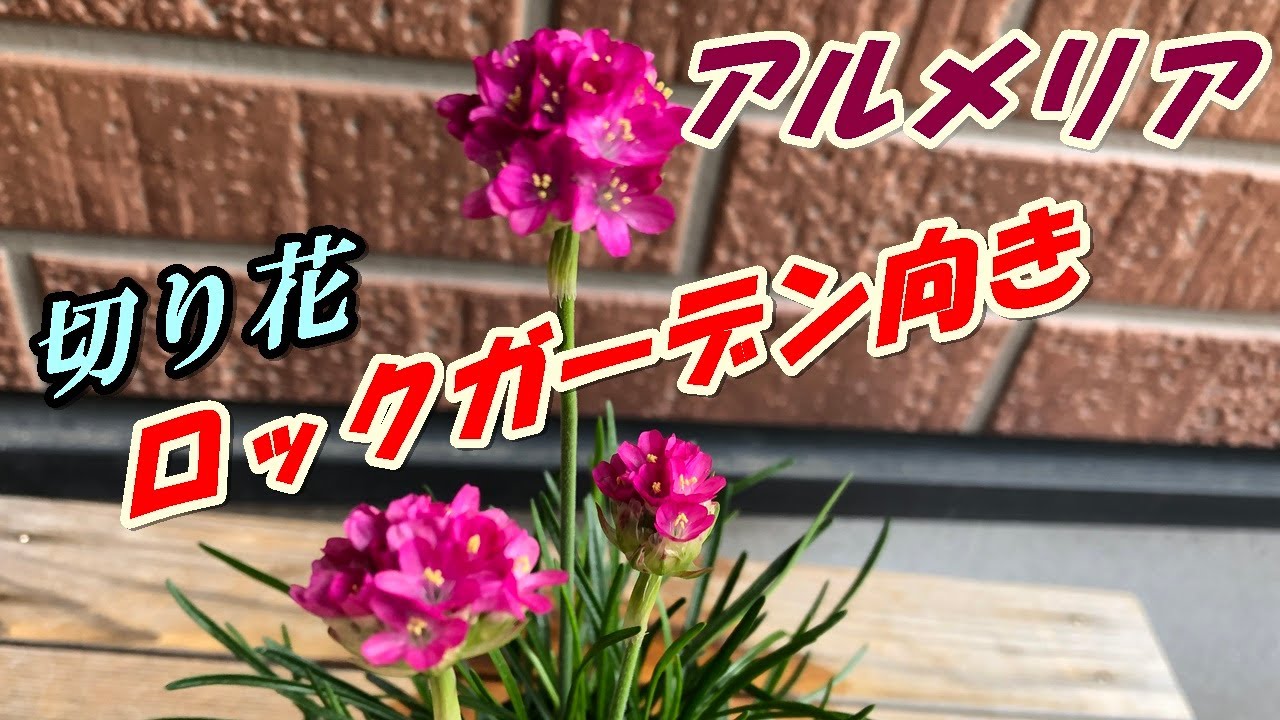 花 アルメリアの育て方 植え付け Youtube