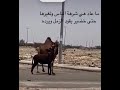 ماعاد هي شرهة الناس والتغيرها